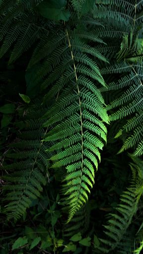 A lush scene of lush ferns in various shades of green growing together on the forest floor