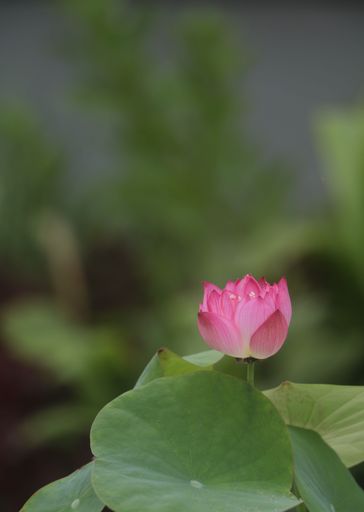 A vibrant pink Nut-bearing lotus (Nelumbo nucifera) flower surrounded by lush green foliage