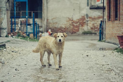 An adorable cream colored dog standing in the street after the rain