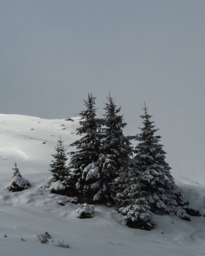 A beautiful shot of fir trees on a snow-covered mountain