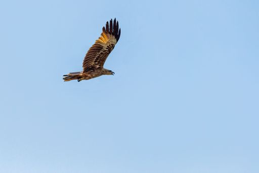 An eagle is flying majestically through the blue sky on a sunny day, its wings spread wide as it soars high above the clouds