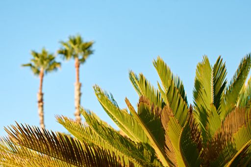 A selective focus shot of palm trees against a blue sky
