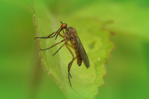 A closeup shot of a dance fly species, empis livida against a green background