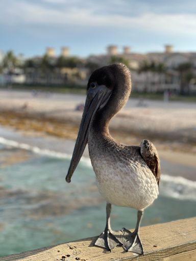A brown pelican perched atop a wooden post overlooking the glistening blue ocean.