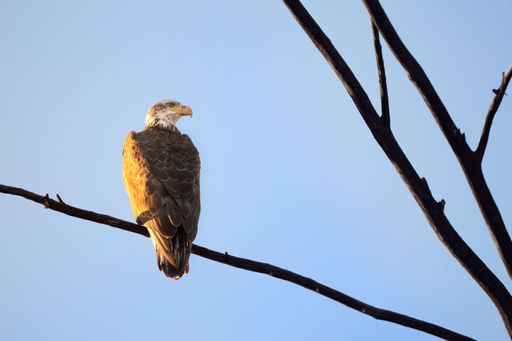 An eagle perched atop a barren tree branch against a bright blue sky