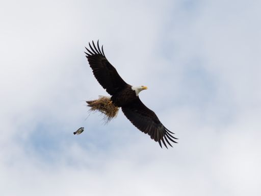 A low angle shot of a bald eagle flying under a blue cloudy sky