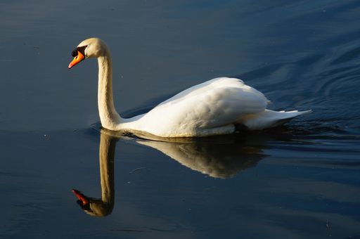 A mute swan on the Nidda river in the evening. An urban bird.