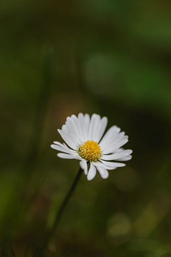 Beautiful macro close-up shot of daisy flowers in a green field