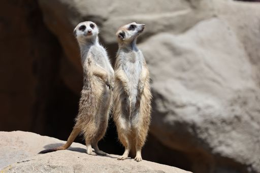 Two meerkats standing side-by-side on a rocky outcrop in front of an underground cave entrance, with a picturesque landscape in the background