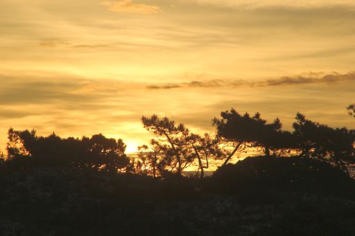 The silhouette of trees against a golden sunset sky