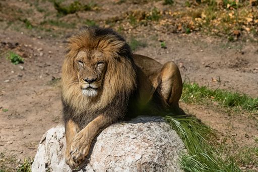 An adult male lion laying on the ground on a sunny day
