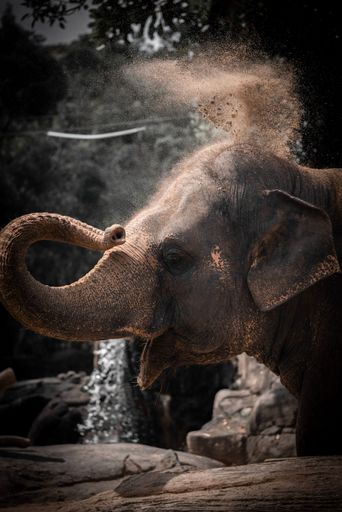 A vertical shot of an Asian elephant throwing dust in the air in a zoo