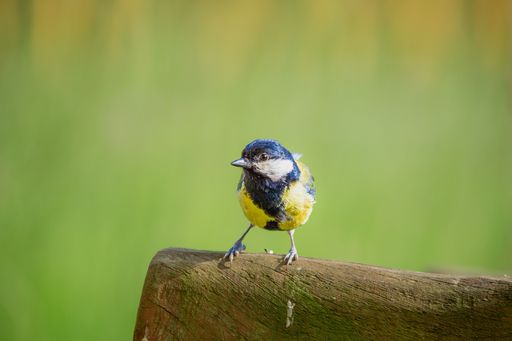 A closeup of a great tit bird perched on a tree log in a field