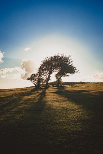 A vertical shot of trees swaying in the wind on top of a hill