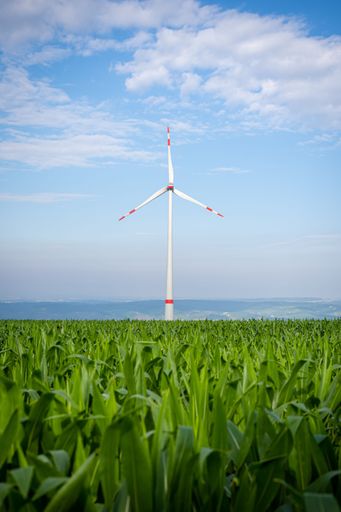 A wind turbine located in a cornfield surrounded with lush green vegetation