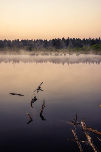 A lake shrouded in mist, with bare trees reaching out of its surface against a peaceful backdrop