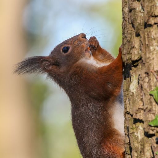 An adorable squirrel perched atop a tree branch.