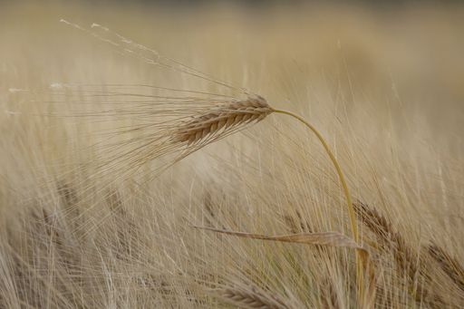 A close-up shot of a golden ear of wheat growing in a meadow.