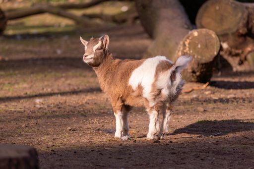 A selective focus shot of a small goat in forest