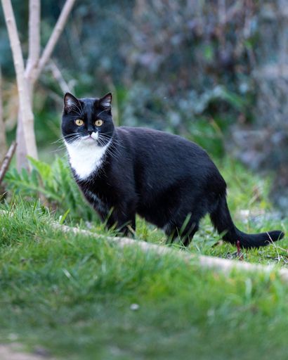 A close up shot of a black cat in grass