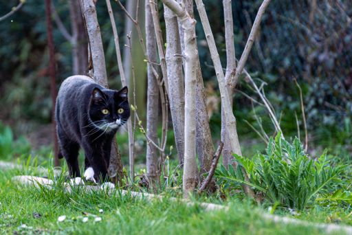 A shot of a black cat walking in nature