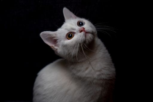 A close up shot of a white cat looking up isolated on black background