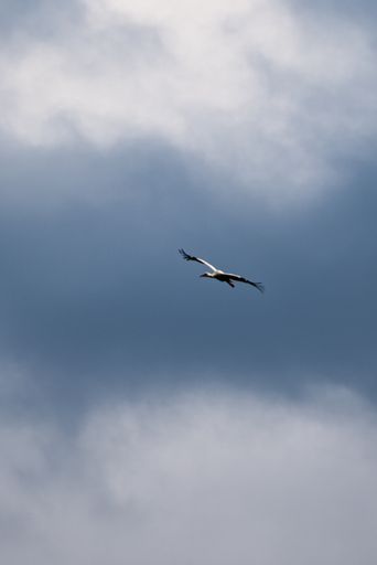 A vertical shot of a stork flying in a cloudy sky