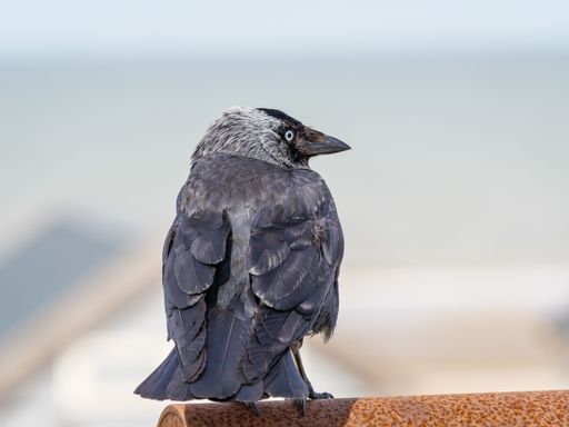 A Western jackdaw bird perched atop a wooden bench in a park setting