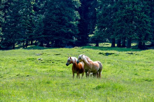 A beautiful shot of Haflinger horses grazing on a mountainside field in Tirol, Austria