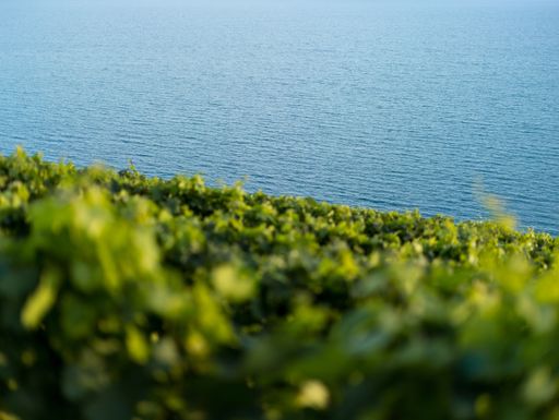 A low shot of beautiful greenery on the hill near the ocean with a blurred foreground