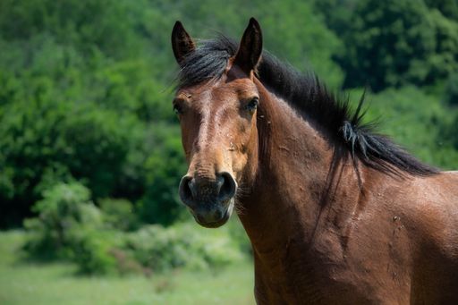 A beautiful brown Creole horse in a lush green grassy field on a sunny day
