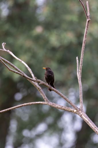 A closeup of a Eurasian blackbird (turdus merula) sitting on a tree branch