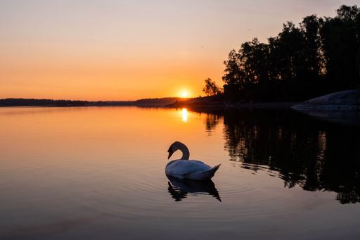 A white swan gracefully glides through tranquil waters set against an idyllic backdrop of golden-hued trees during a picturesque sunset
