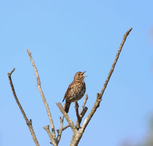 A Mistle Thrush bird perched on a branch of a tree branch against a blue sky