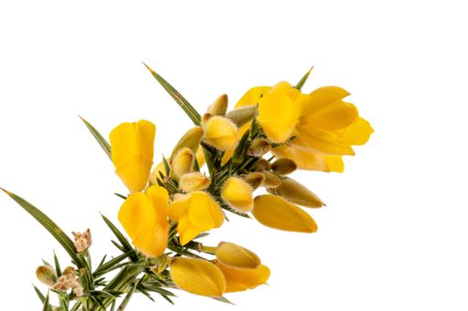 Yellow gorse flowers and spines are isolated against a white background Gorse was introduced to New Zealand from Europe and is an invasive species.