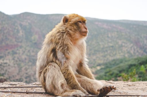 A monkey sitting on the ground in Morocco
