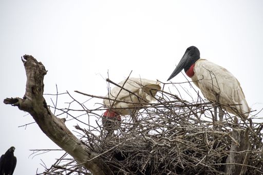 A tuiuiu stork up in her nest