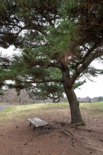 A vertical shot of a wooden bench under a pine tree in a public park in Tokyo, Japan