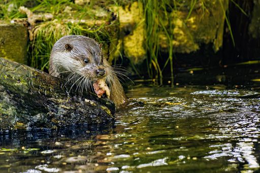 A closeup of a Asian small-clawed otter standing on a rocky surface near tranquil water on a sunny day