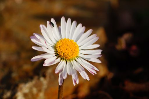 Macro shot of a daisy. Pollen can be seen and a beetle has crept in.