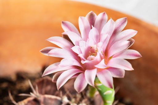 A closeup of gymnocalycium cactus in a pot