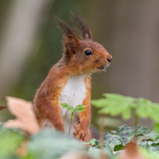 A closeup of a vibrant Sciurus vulgaris ognevi in a lush green with a blurry background