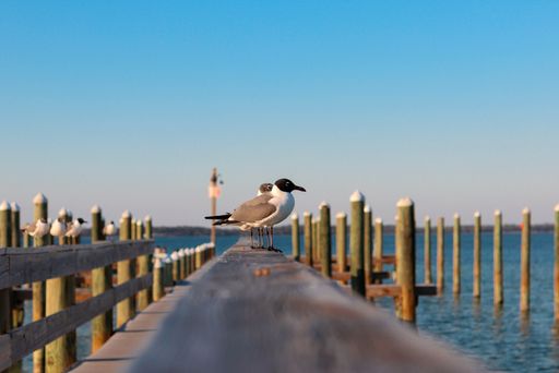A flock of pelicans perched on a wooden dock by the sea