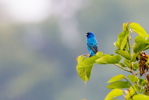 A closeup of a vibrant Indigo Bunting perched on a branch in a lush green with a blurry background
