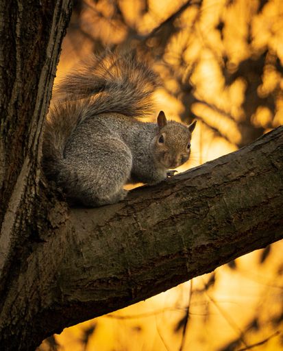 A closeup shot of a cute squirrel looking at the camera while sitting on a tree trunk