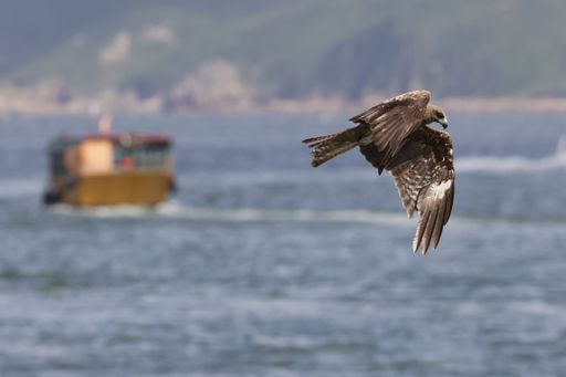 A majestic osprey soars above a tranquil body of water with a blurry background