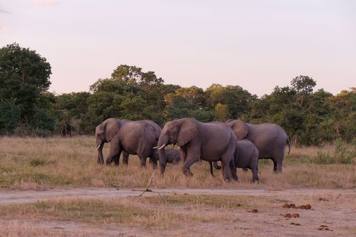 A herd of African elephants congregating at a watering hole in Hwange National Park, Zimbabwe