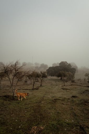 A vertical shot of a yellow dog running in the foggy garden with small trees