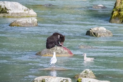 A baby grizzly bear eating caught salmon in a river in Alaska