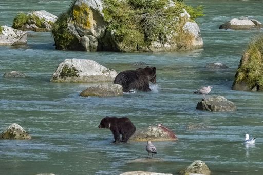 The baby grizzly bears fishing for salmon in a river in Alaska